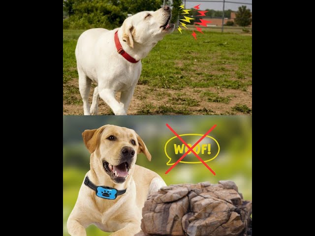 Bestes Antibell Halsband für kleine Hunde 3 sddefault
