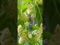 Noni Nonifruit Fruit Lucu Fruits Viral Short Trend
