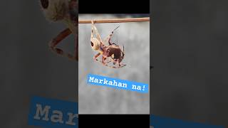 Mga Markado At Matatapang Gagambang Tala Marka Uno