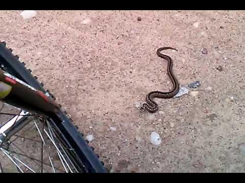 Video: Kāpēc čūskas Sev Iekož?