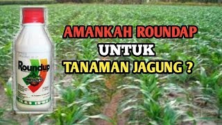 Herbisida sistemik non selektif (roundap) untuk tanaman jagung