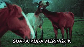 SUARA KUDA MERINGKIK | Background Videos | Sound Effects | FREE STOCK FOOTAGE