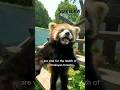 Unique Facts About Red Pandas 🐾