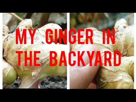 MY GINGER IN THE BACKYARD
