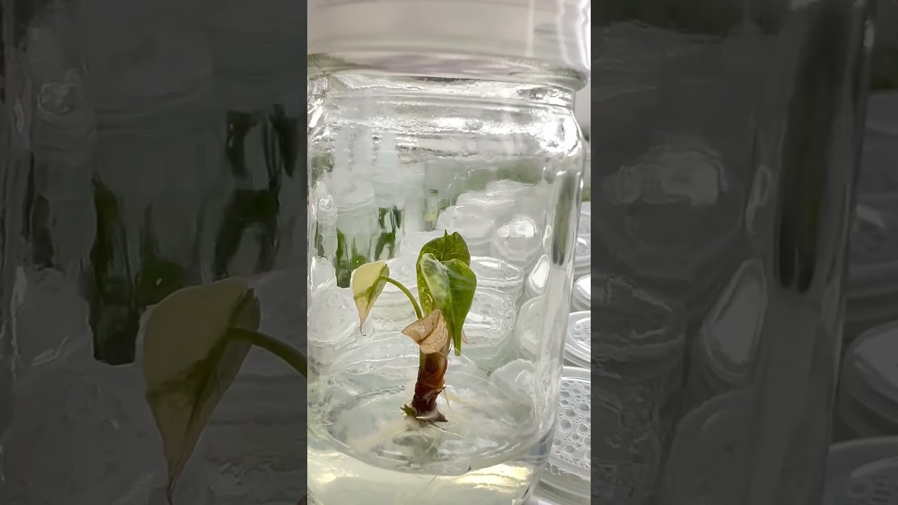 Alocasia Sanderiana Variegated 🪴🌱 