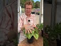Shade plant combo: Abelia chinensis 'Green Dragon' 7-9 &amp; Brunnera macrophylla 'Alexander&rsquo;s Great 3-8