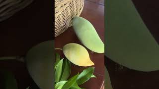 เข้าสวนเก็บผักกันค่ะ