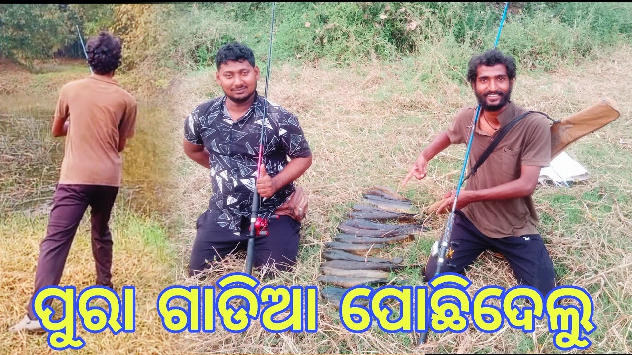 ପୋଖରୀରୁ ଧରିଲୁ ଅନେକ ଶାଳ ସେଉଳ ମାଛ || We Cought A Lot Of  Fish From The Pond