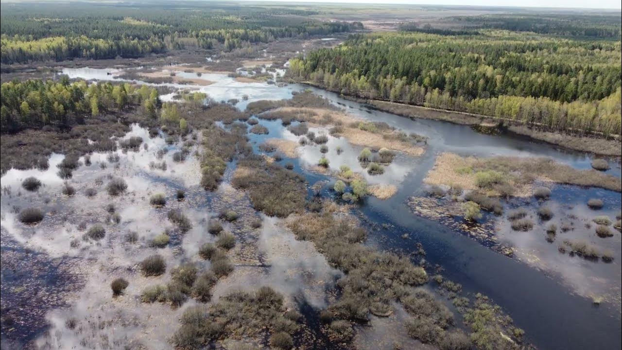 У излучины реки ялмы в старой