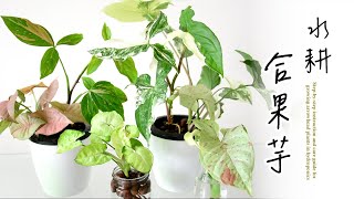 手把手帶您水耕合果芋，水耕養護輕鬆又簡單🌿Step-by-step instruction for growing arrowhead plants in hydroponics