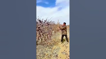 A farmer shakes the jujube tree, and red dates fall like rain