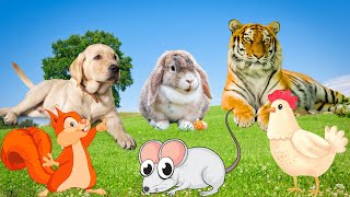 Animal food - Dog, Tiger, Chicken, Rabbit, Mouse - Funny animals by Animal Moments 90,270 views 1 year ago 17 minutes