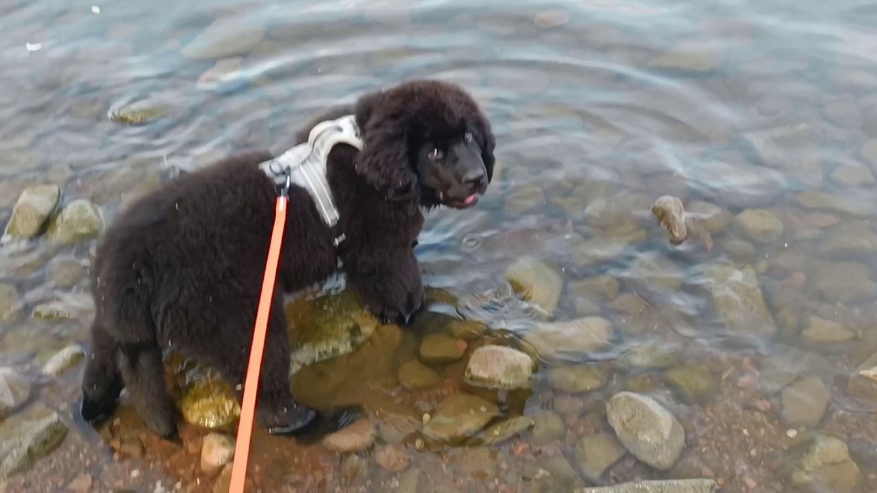 Neufundländerwelpe Manni - die 13. Lebenswoche