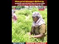 Flower Price | விசேஷ நாட்கள் இல்லாததால் வீழ்ச்சியடைந்த குண்டுமல்லி, ஊசி மல்லி விலை | N18S