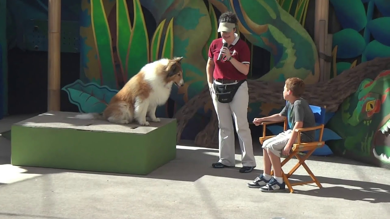 Animal Actors Universal Studios Hollywood 2012 Part 2