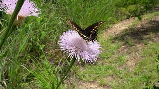 Black Swallowtail on American Basketflower