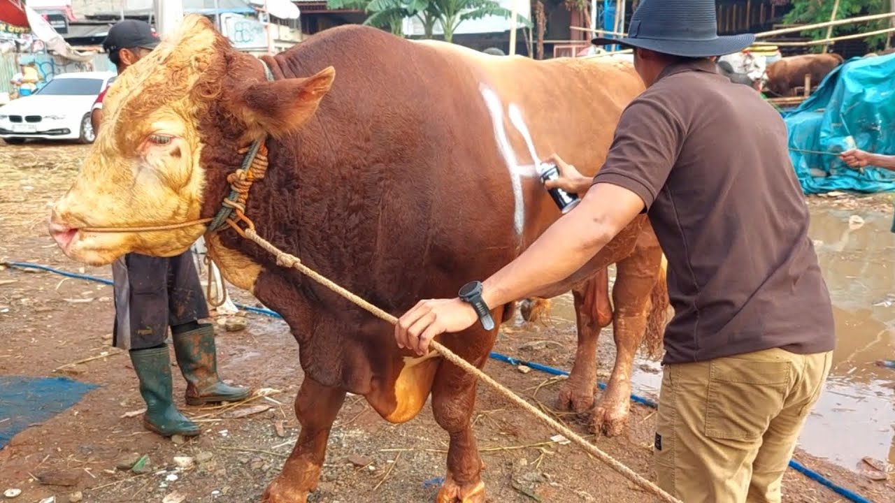 PAK HAJI ARA BORONG SAPI MONSTER 1 TON UP DI LAPAK SAPI PEDIA FARM ...