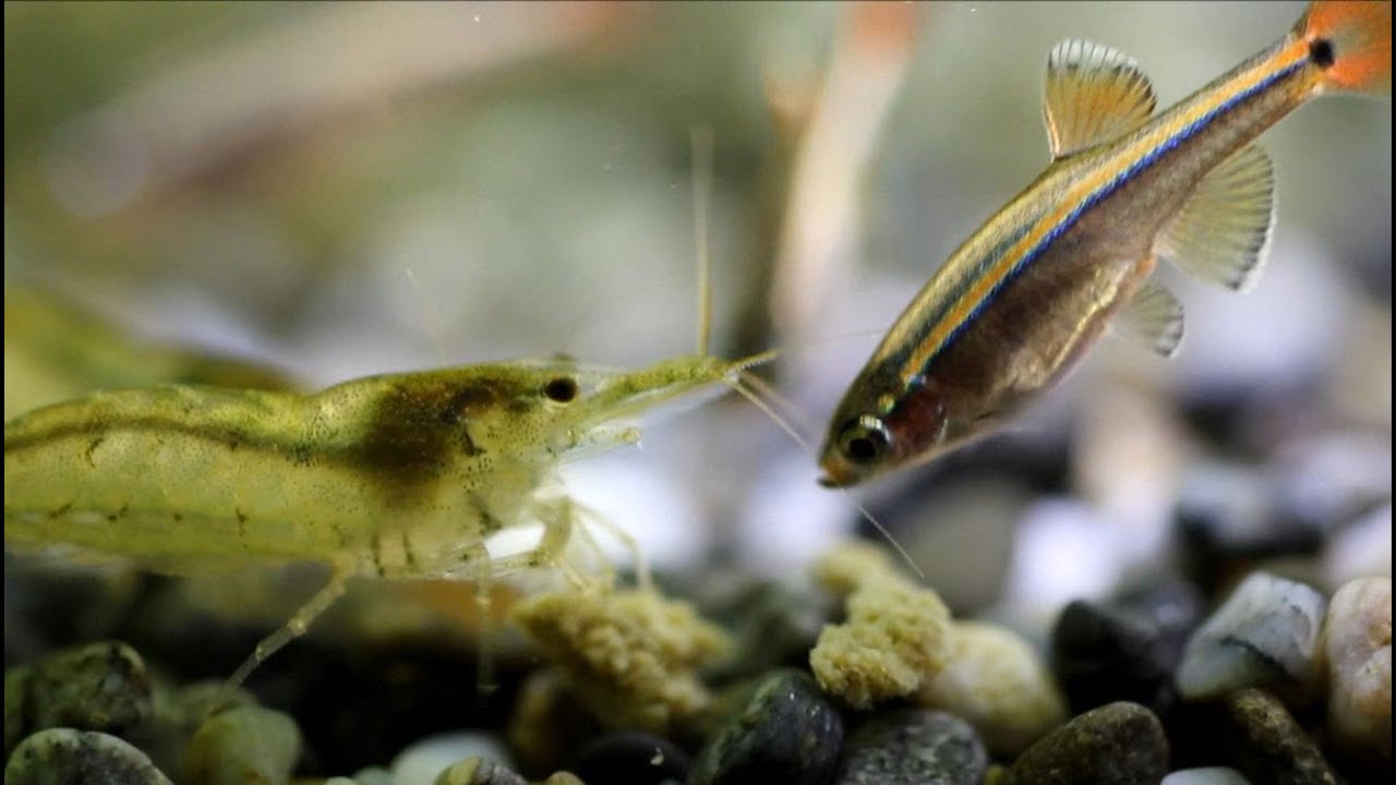 Hd ミナミヌマエビ Vs アカヒレ 1 仁義なき闘い Neocaridina Shrimp Vs Tanichthys Albonubes Youtube