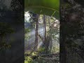 #bali #indonesia #nature #ytshorts #viral #forest