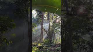 #bali #indonesia #nature #ytshorts #viral #forest