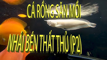 CÁ RỒNG săn mồi - Nhái bén thất thủ (P2)