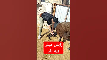زایش میش بره دار اونم چه بره ای ماشالله 