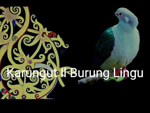 Karungut ll Burung Lingu