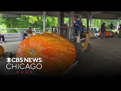 Plainfield electrician grows 2,492-pound pumpkin in his backyard, setting Illinois record