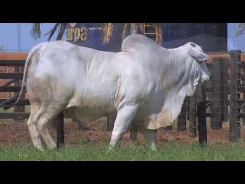 43º Mega Leilão Carpa Touros | LOTE 84 - 5505