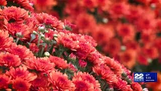 How to protect plants from cold as temperatures fall