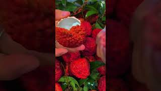 Ide Kreatif Membelah Kulit Buah Leci Super Jumbo Dengan Tangan Kosong shorts