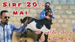 Anmol Goat Farm Bhi Le Aya 2024 Ka Sasta Collection Sirf Ap K Liae Love
