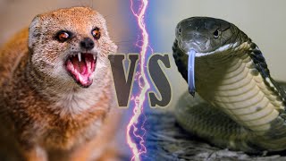 King Cobra vs Mongoose | Siapa yang Lebih Hebat?