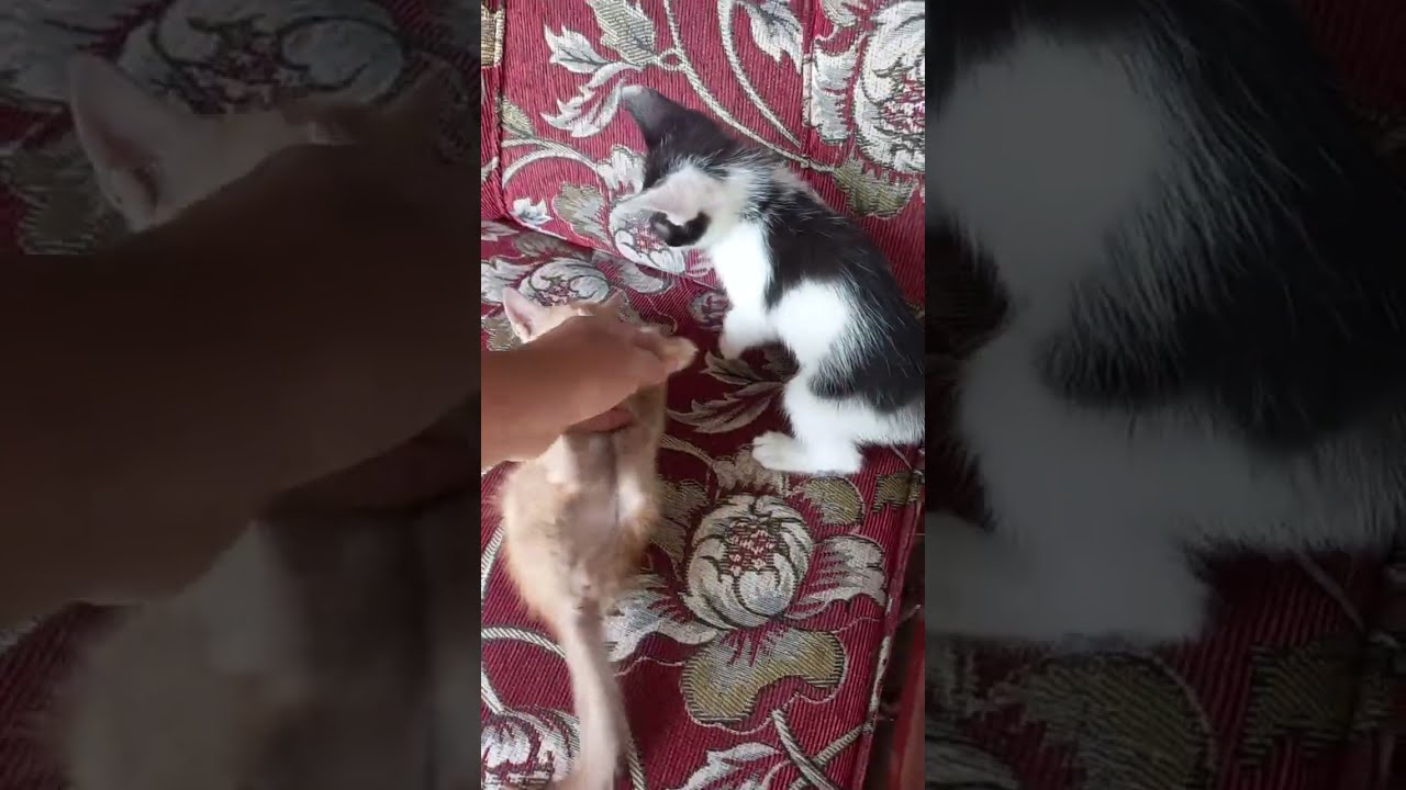 Lucu banget lihat kucing kecil lagi main || kucing kecil lucu imut bikin gemes