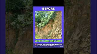 Landslide recovery stabilisation with the Bio nails of the Earth VETIVER TECHNOLOGY SOLUTIONS COM 🆘