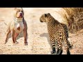 LEOPARDO vs PITBULL - QUEM GANHA ESSE CONFRONTO?