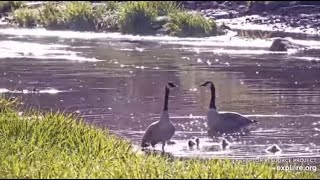 Decorah Goose Cam~The Gosling's First Swim With Ma \& Pa Goose_4.26.23