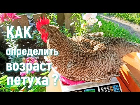 НЕ ДАЙ СЕБЯ ОБМАНУТЬ! КАК ОПРЕДЕЛИТЬ ВОЗРАСТ ПЕТУХА?