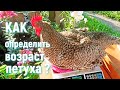 НЕ ДАЙ СЕБЯ ОБМАНУТЬ! КАК ОПРЕДЕЛИТЬ ВОЗРАСТ ПЕТУХА?