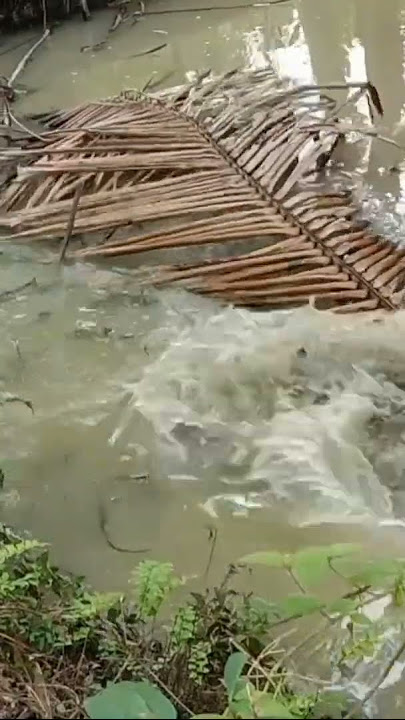PENAMPAKAN BERLARI DALAM AIR #SHORTS#shortsyoutube#shortsvideo#ikan#mancing#fishing#fish