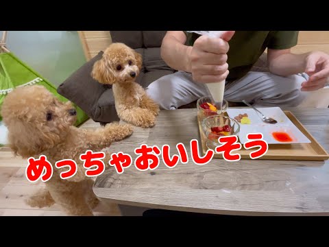 見た事ない超豪華な食事を目の前に待ち切れない愛犬のトイプードル