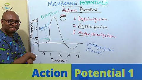 Comprendre l'action potentielle : bases ioniques