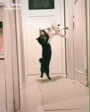 And his name is John Cena/part 1-cat version