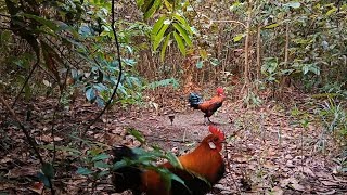 AYAM HUTAN DATANG PENUH AMBISI screenshot 3