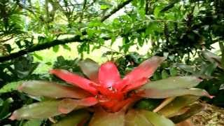 #379, Mata gris con rojo en jardín [Efectos], Naturaleza intervenida