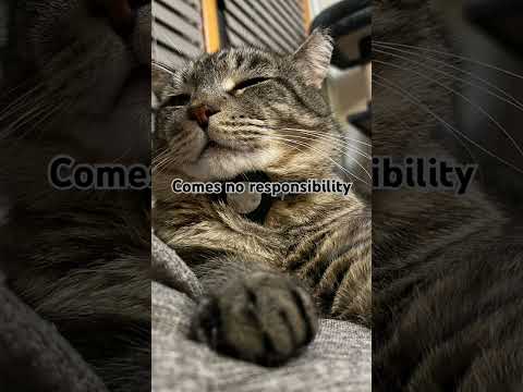 Someone once told Star… #cat