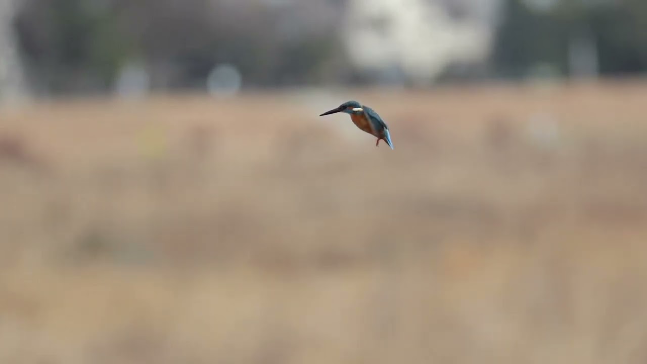 カワセミ 20240128 - YouTube