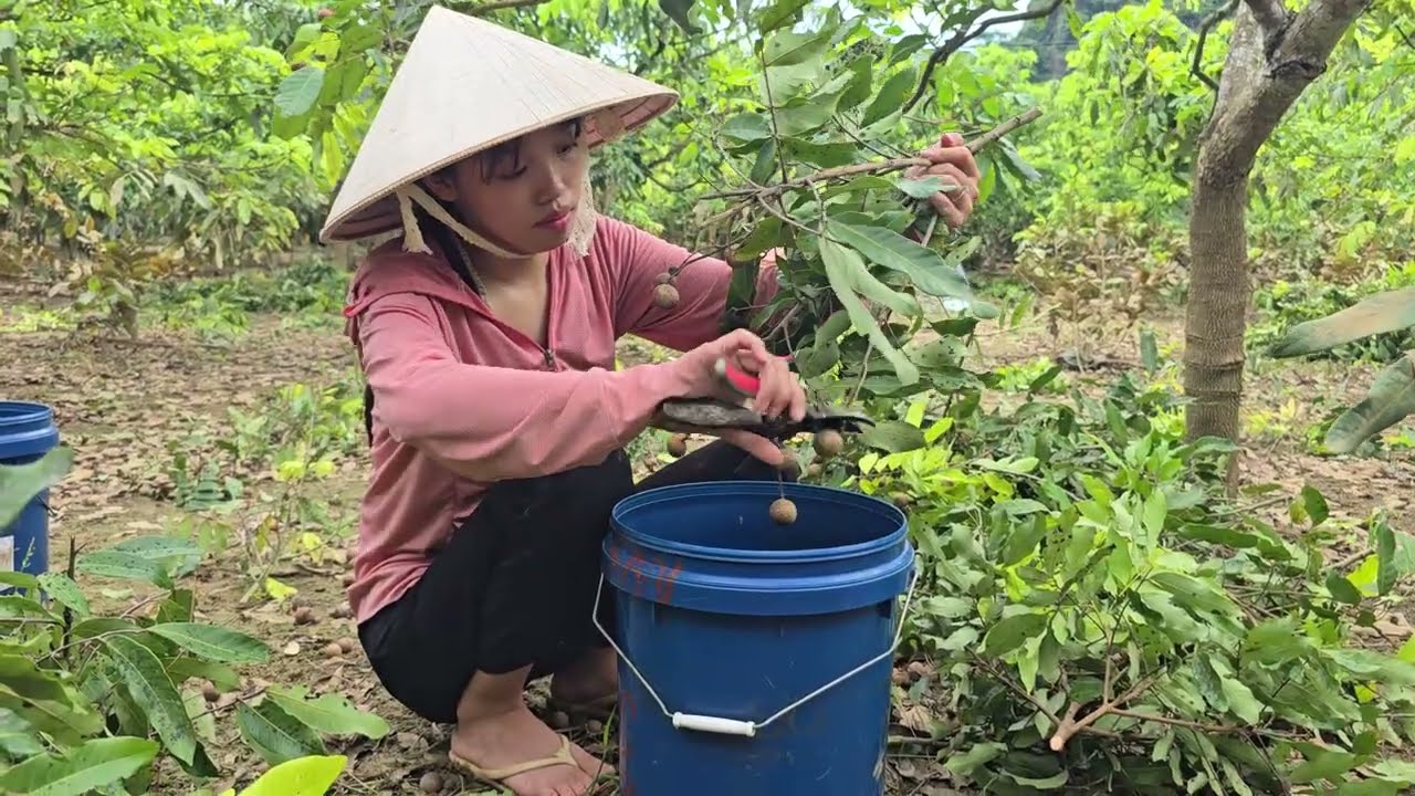 Fresh Longan Picking in Vietnam | Countryside Orchard Fruit Tour