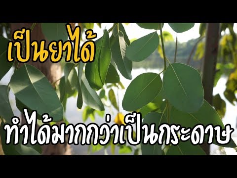 พาดูยูคาลิปตัส ที่นำไปผลิตกระดาษ และยังนำมาเป็นสมุนไพรสรรพคุณดีมาก หลายคนอาจคิดไม่ถึง