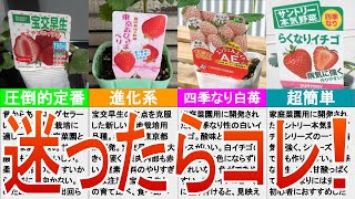 【家庭菜園】【イチゴ】おすすめの露地栽培用いちご苗品種４選をゆっくり解説